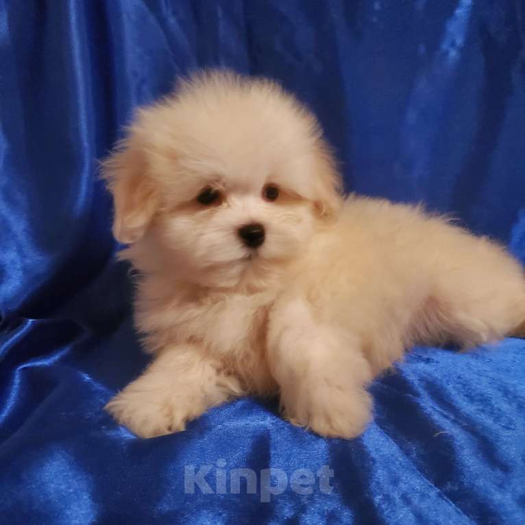 Собаки в Москве: щенок мальтипу белый  Мальчик, 75 000 руб. - фото 5