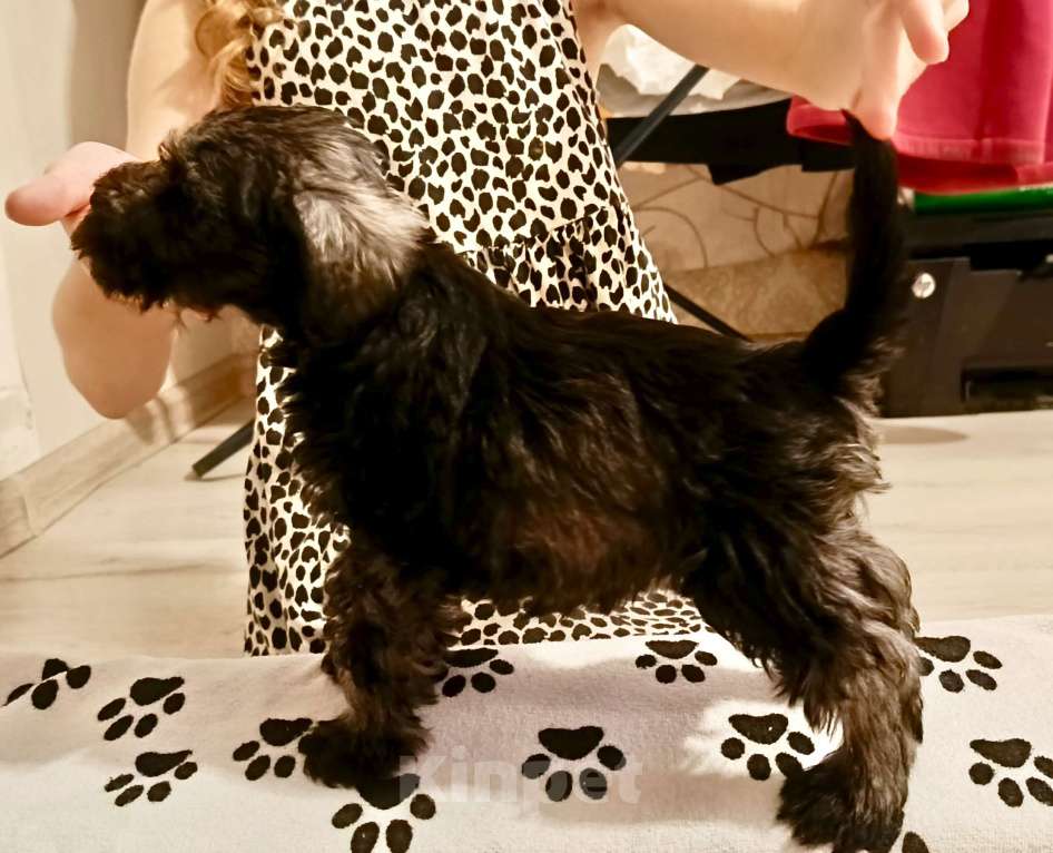 Собаки в Москве: Кобель  Мальчик, Бесплатно - фото 1