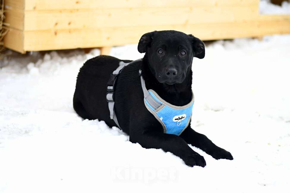 Собаки в Москве: щенок Грей ищет семью Мальчик, Бесплатно - фото 4