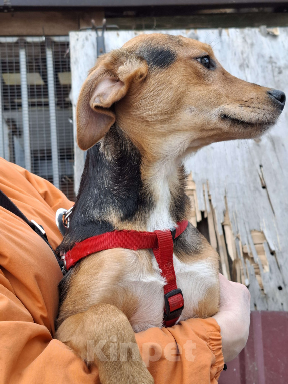 Собаки в Сергиеве Посаде: Девочка Дина Девочка, Бесплатно - фото 5