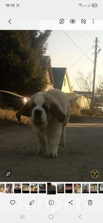 Собаки в Самаре: Малыши сенбернара Мальчик, 80 000 руб. - фото 6