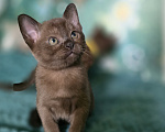 Кошки в Тюмени: Европейские бурманские котята Девочка, 25 000 руб. - фото 1