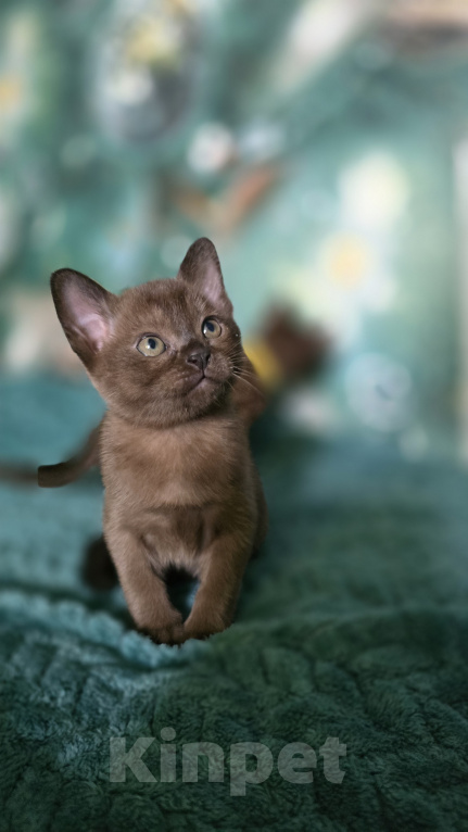 Кошки в Тюмени: Европейские бурманские котята Девочка, 25 000 руб. - фото 1