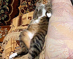 Кошки в Полярном: Кошка стерилизованная, Бесплатно - фото 7
