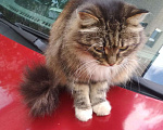 Кошки в Ливны: Пушистая красавица Лиза хочет быть единственной, Бесплатно - фото 2