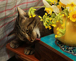 Кошки в Калуге: Тигран Потапыч, настоящий полосатый кот в добрые руки. Мальчик, Бесплатно - фото 5