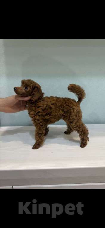 Собаки в Севастополе: Яркий щенок той-пуделя (девочка) 3,5 месяца Девочка, 180 000 руб. - фото 3