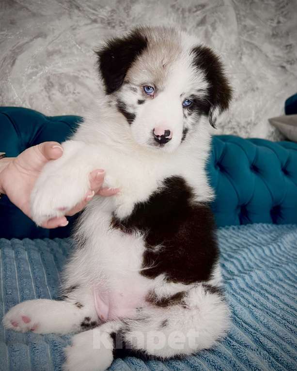 Собаки в Ростове-на-Дону: Девочка аусси Девочка, 60 000 руб. - фото 9