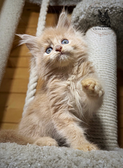 Кошечка в кремовом окрасе
