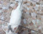 Кошки в Ставрополе: Белый котенок Девочка, Бесплатно - фото 3
