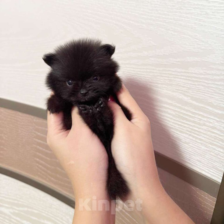 Собаки в Москве: Щенки померанский шпиц, кобель, черный Мальчик, 100 000 руб. - фото 2