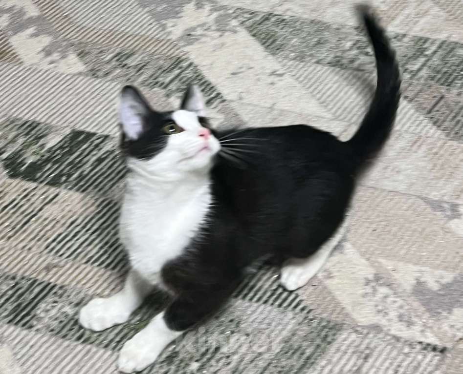 Кошки в других городах Московской области: Ласковый котенок Оскар 3 месяца Мальчик, Бесплатно - фото 2