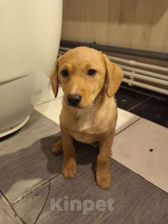 Собаки в других городах Московской области: Щенок Лисёна ищет дом Девочка, Бесплатно - фото 4