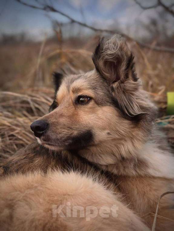 Собаки в Краснодаре: Спокойная собака ищет своего человека  Девочка, Бесплатно - фото 3