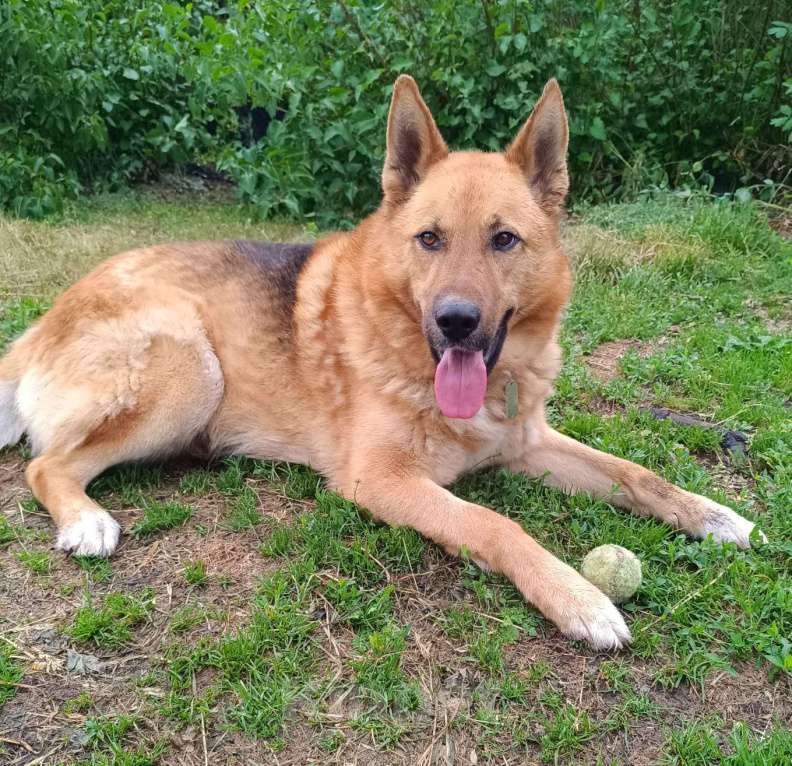 Собаки в Москве: Семейный пёс Арчибальд  Мальчик, Бесплатно - фото 5