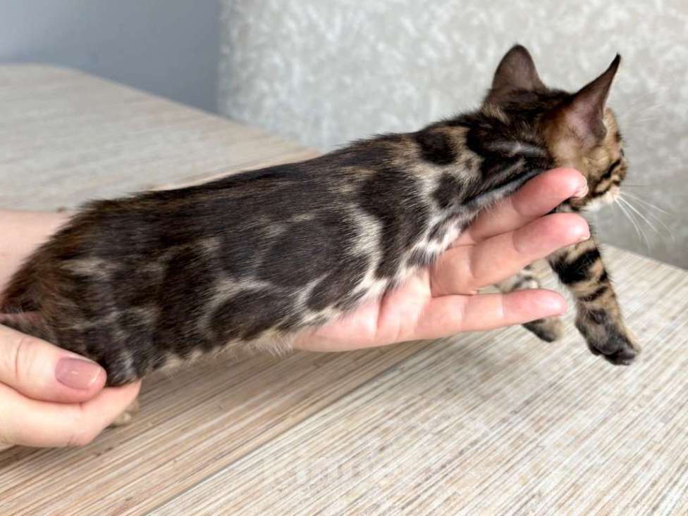 Кошки в Москве: Клубные бенгальские котята-мальчик Мальчик, 60 000 руб. - фото 2