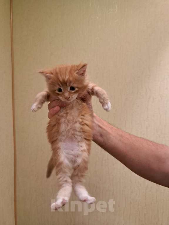 Кошки в Брянске: Котенок мейн-кун Мальчик, 8 000 руб. - фото 1