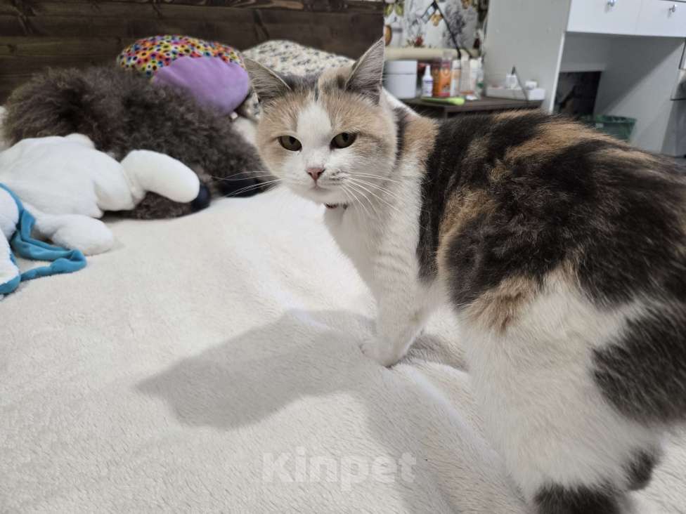 Кошки в Семикаракорске: Красавица кошка  Девочка, Бесплатно - фото 2