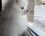 Собаки в Красногорске: Померанец-немец. шпиц Мальчик, 45 000 руб. - фото 1