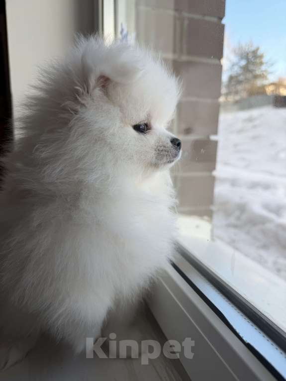 Собаки в Красногорске: Померанец-немец. шпиц Мальчик, 45 000 руб. - фото 1