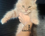Кошки в Кемерово: Котик Мейн-кун Мальчик, 40 000 руб. - фото 4