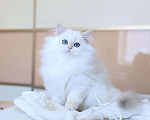 Кошки в Владивостоке: Британский котёнок. Длинношерстный поинт Девочка, 150 000 руб. - фото 2