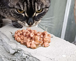 Кошки в Екатеринбурге: Замечена кошечка Девочка, Бесплатно - фото 3