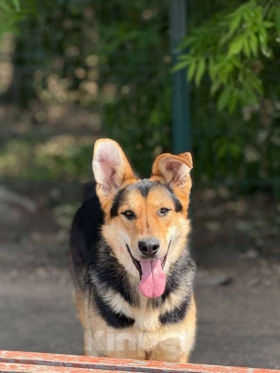 Собаки в Москве: Харди ушастый овчар Мальчик, Бесплатно - фото 5