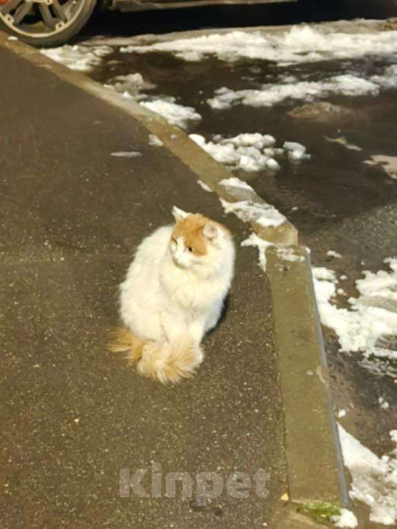 Кошки в Раменском: Кошка Мишель в добрые руки Девочка, Бесплатно - фото 6