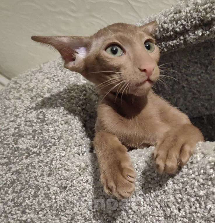 Кошки в Лыткарино: Кот ориентал Девочка, 30 000 руб. - фото 1