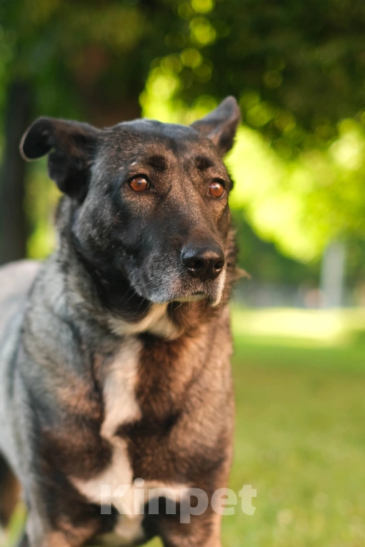 Собаки в Санкт-Петербурге: Грейс из приюта в добрые руки Девочка, Бесплатно - фото 7