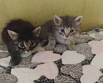Кошки в Москве: Котенок Мальчик, 100 руб. - фото 1