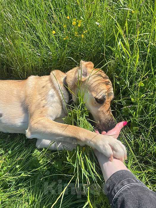 Собаки в Москве: Ваш самый лучший компаньон, домашняя собака Моника в добрые руки Девочка, 10 руб. - фото 5