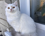 Кошки в Москве: Шикарная кошка Девочка, 15 000 руб. - фото 3