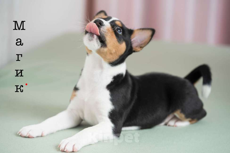 Собаки в Санкт-Петербурге: Щенок басенджи триколор 2 мес -мальчик Мальчик, 95 000 руб. - фото 8