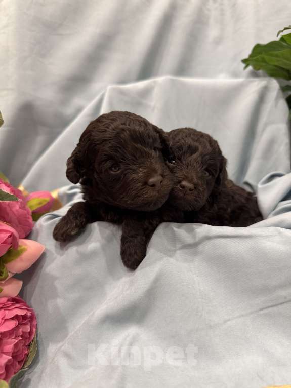 Собаки в Краснодаре: Той-пудель Разнополые, Бесплатно - фото 5