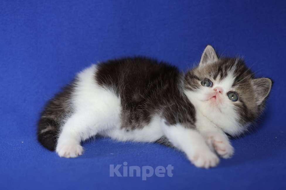 Кошки в Санкт-Петербурге: Продается котенок биколер черный мрамор экзот с родословной от интерчемпион породы Мальчик, Бесплатно - фото 2