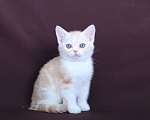 Кошки в Санкт-Петербурге: Продажа американских короткошерстных котят Мальчик, 60 000 руб. - фото 1