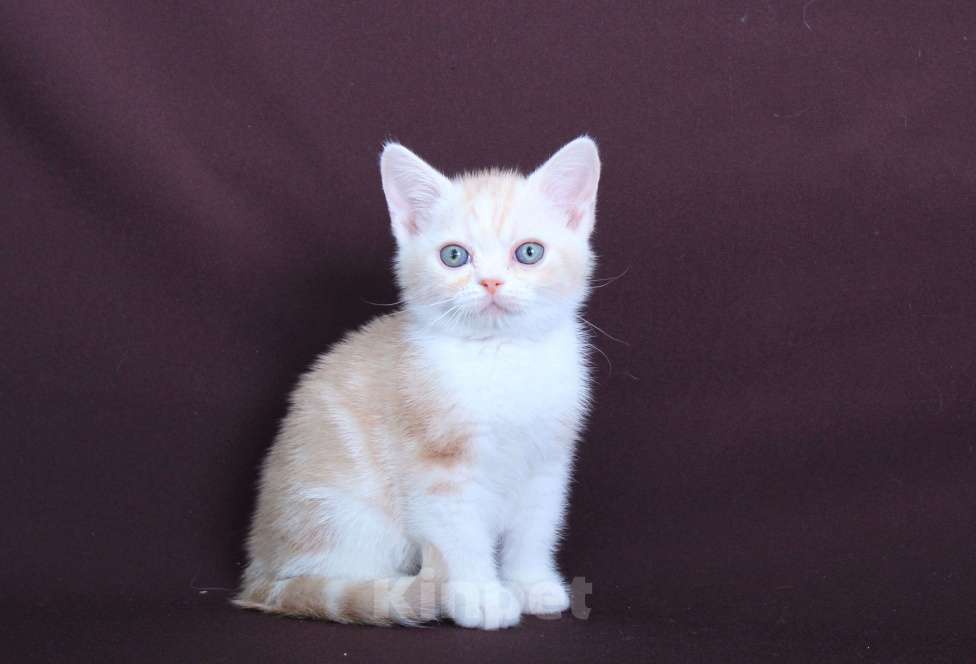 Кошки в Санкт-Петербурге: Продажа американских короткошерстных котят Мальчик, 60 000 руб. - фото 1