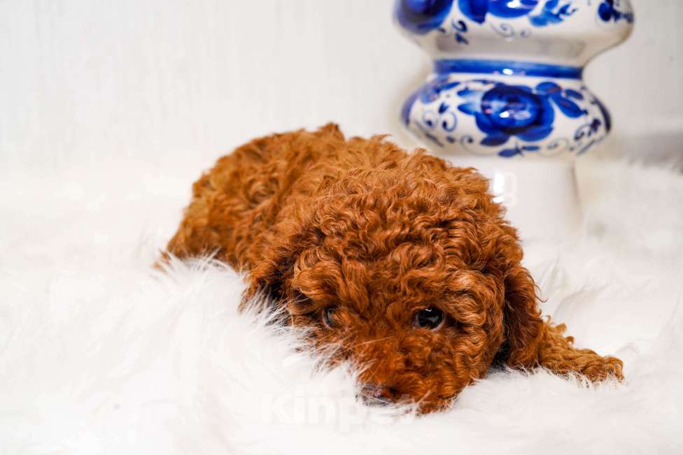 Собаки в Москве: Мальчик той пуделя Мальчик, 70 000 руб. - фото 2