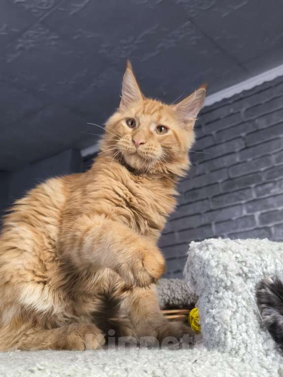 Кошки в Москве:  Котик Мейн-кун Jam Мальчик, Бесплатно - фото 2