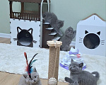 Кошки в Москве: Британский котенок Девочка, 40 000 руб. - фото 8