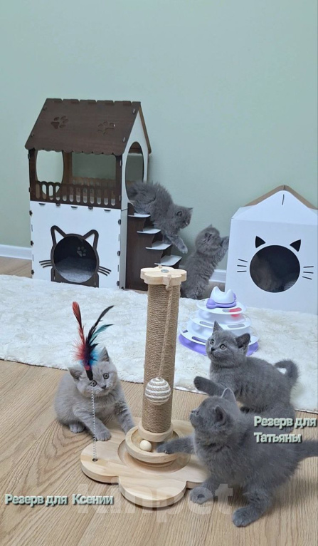 Кошки в Москве: Британский котенок Девочка, 40 000 руб. - фото 8