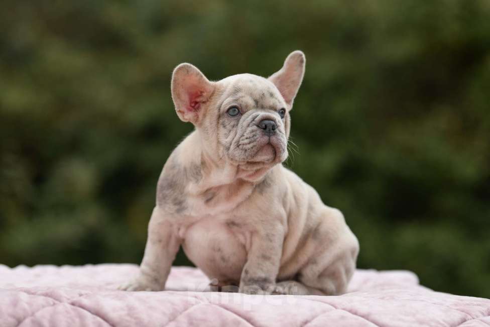 Собаки в Брянске: Айс Мальчик, 200 000 руб. - фото 6