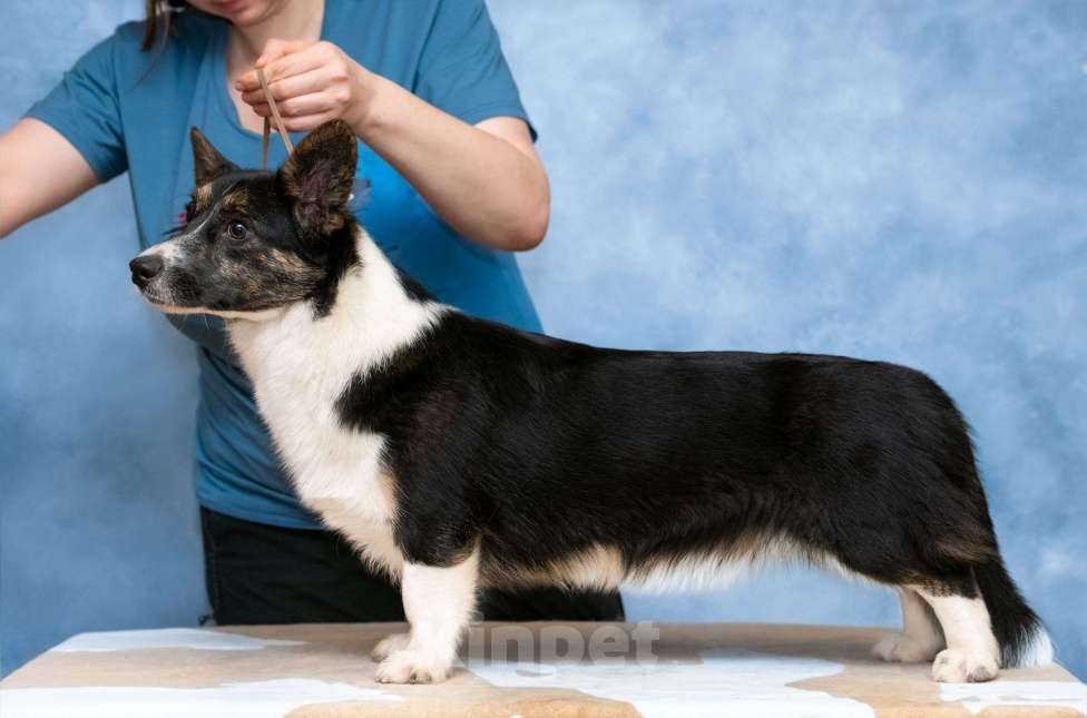 Собаки в Москве: Кардиган подросток Девочка, 25 000 руб. - фото 1