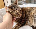 Кошки в Москве: Чудо-кошка пятнистая полосатка Тиффани в добрые руки  Девочка, Бесплатно - фото 7