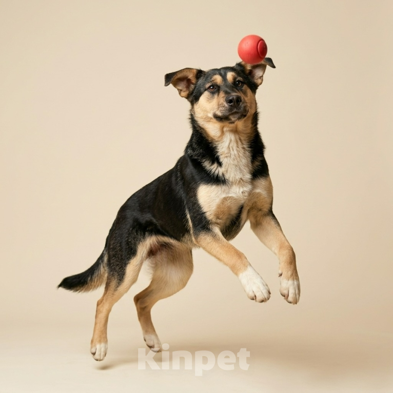 Собаки в Москве: щенок Ника ждет семью Девочка, Бесплатно - фото 3