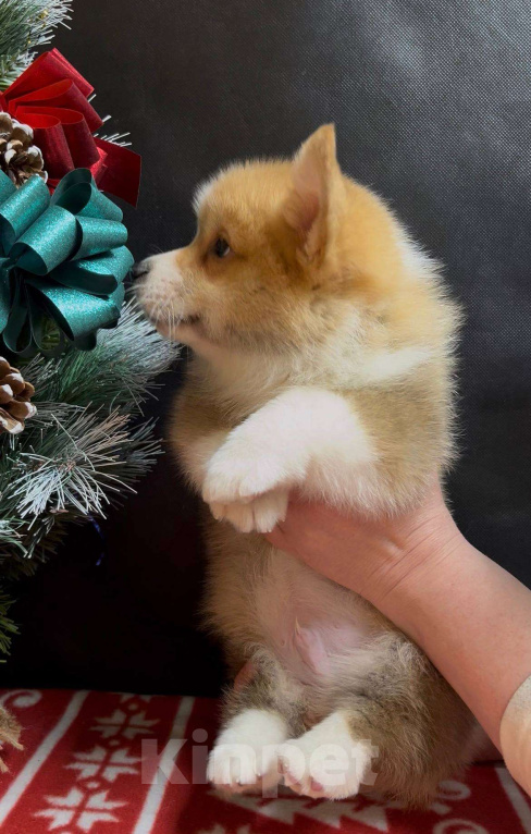 Собаки в Москве: Шикарный мальчик вельш корги пемброк  Мальчик, 60 000 руб. - фото 7