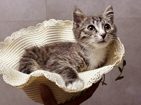 Котенок в добрые руки