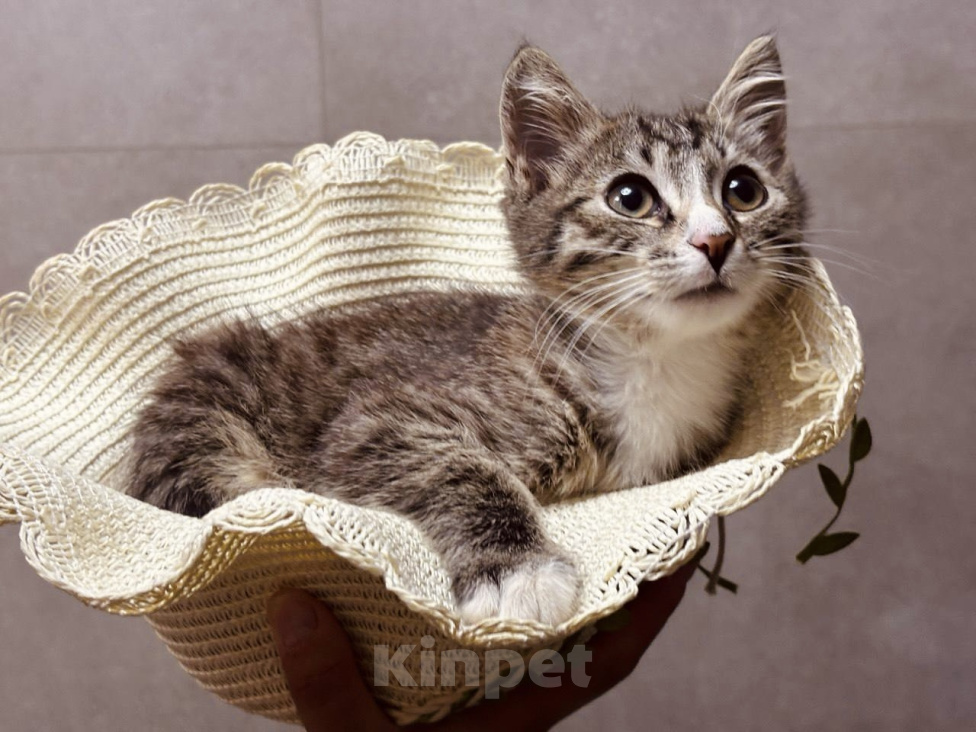 Кошки в Москве: Котенок в добрые руки Мальчик, Бесплатно - фото 1